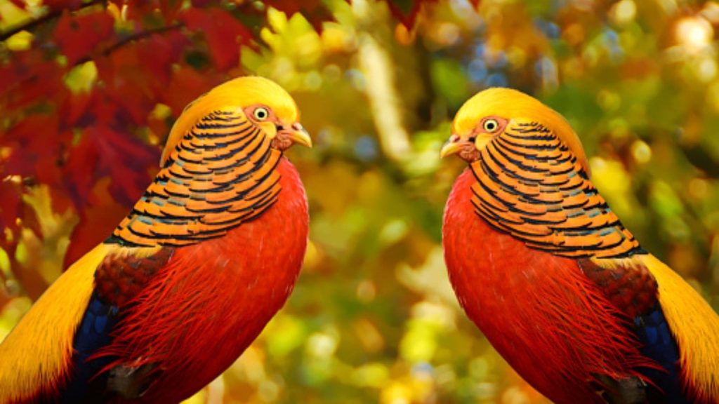 Golden Pheasant Wallpaper (1)