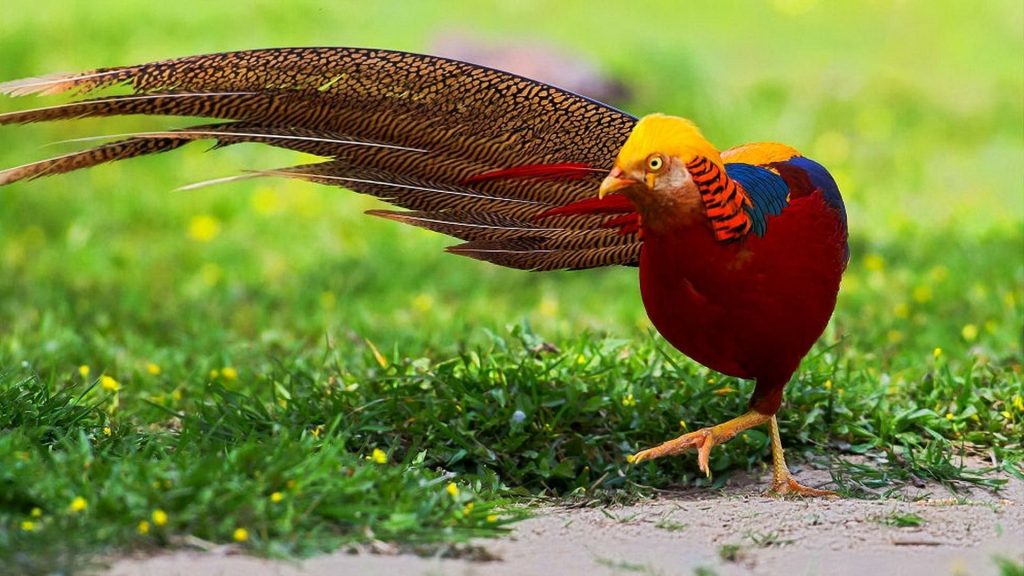 Golden Pheasant Wallpaper (10)