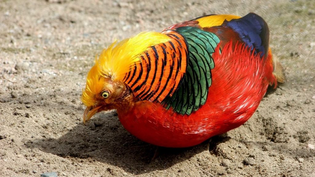 Golden Pheasant Wallpaper (11)