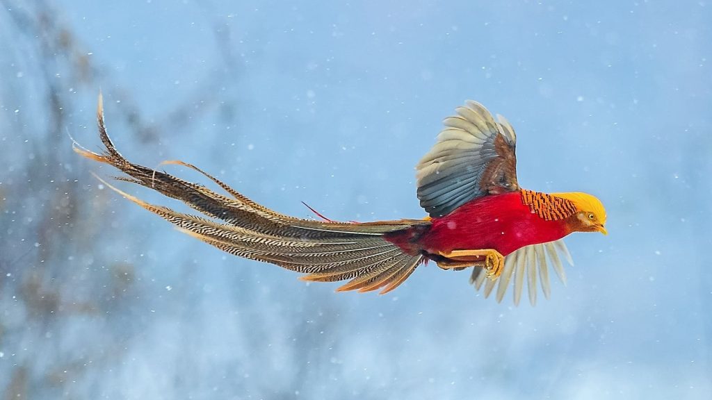 Golden Pheasant Wallpaper (12)