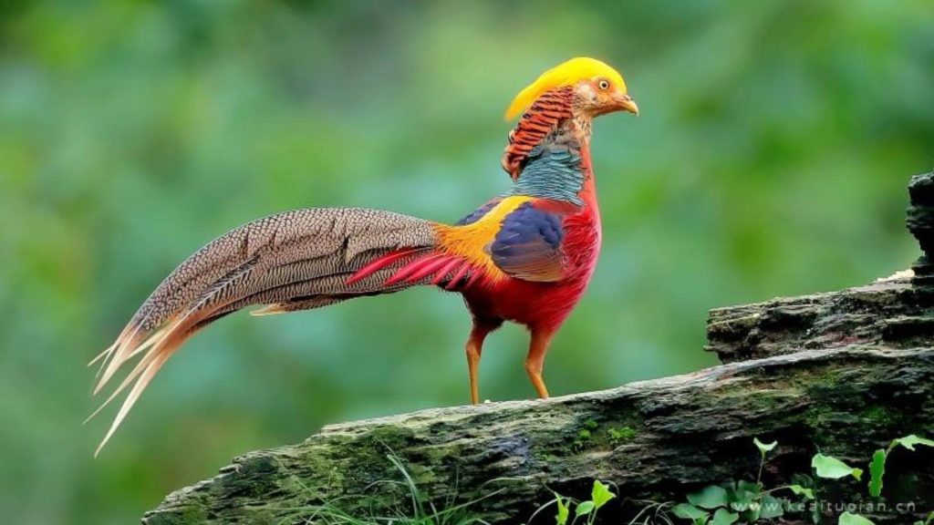 Golden Pheasant Wallpaper (13)