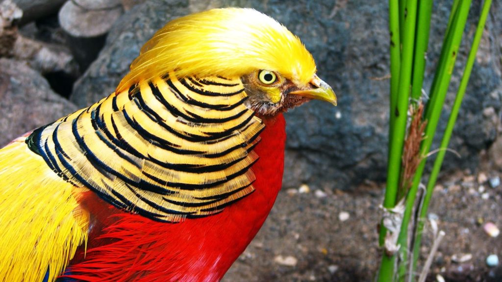 Golden Pheasant Wallpaper (14)