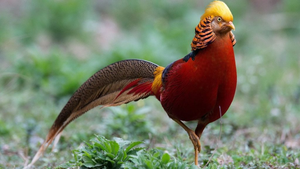 Golden Pheasant Wallpaper (15)