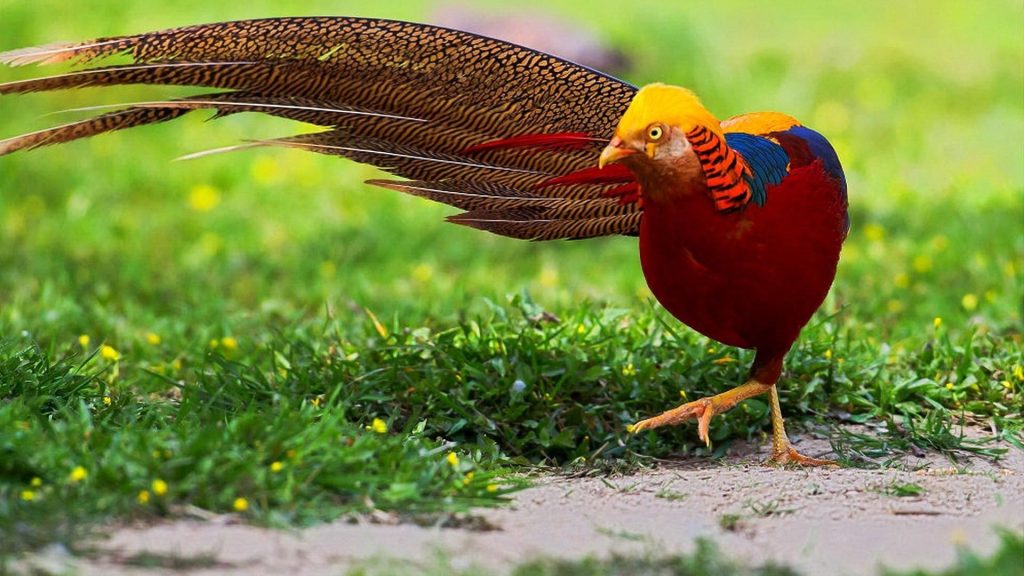 Golden Pheasant Wallpaper (16)