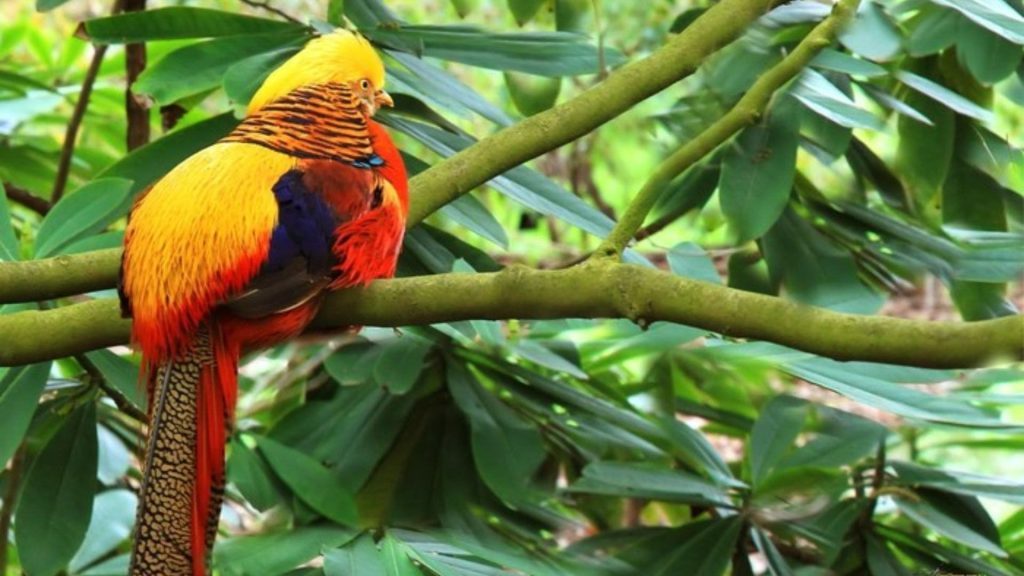 Golden Pheasant Wallpaper (18)