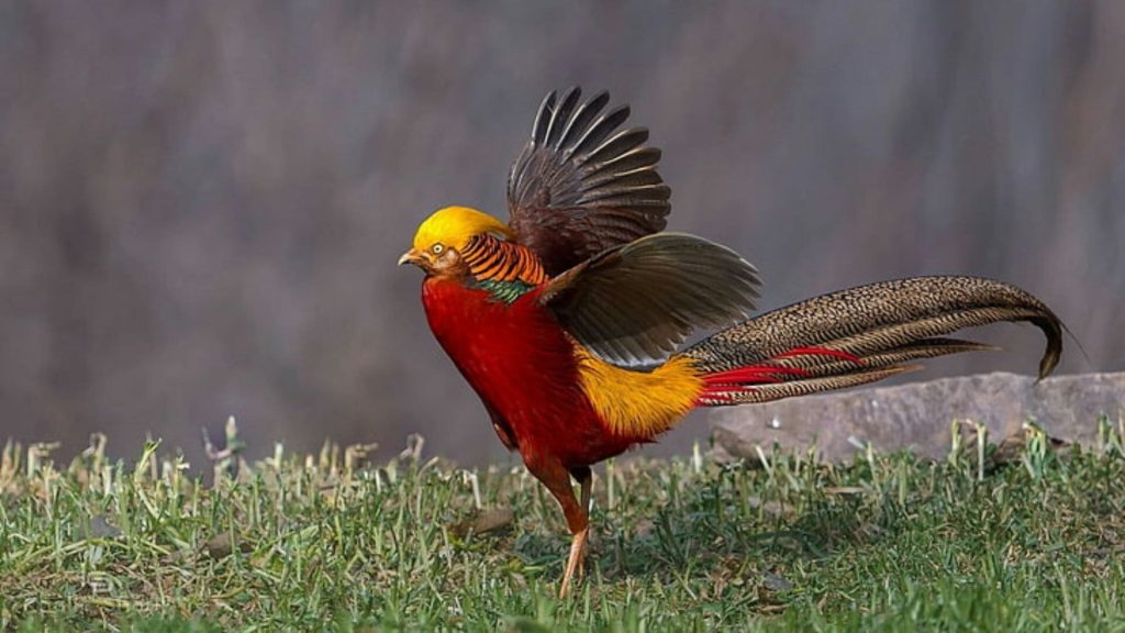 Golden Pheasant Wallpaper (19)