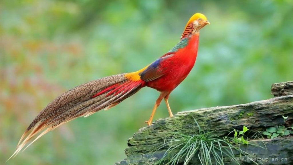 Golden Pheasant Wallpaper (2)