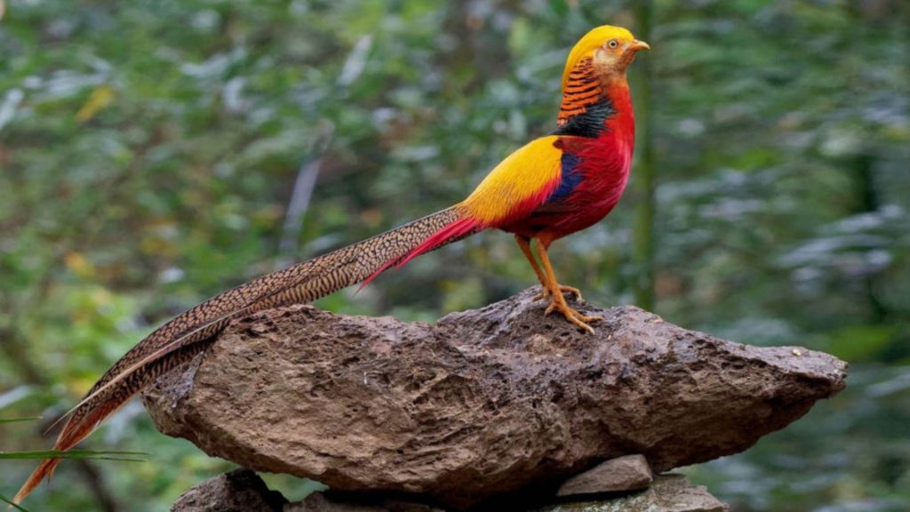 Golden Pheasant Wallpaper (20)