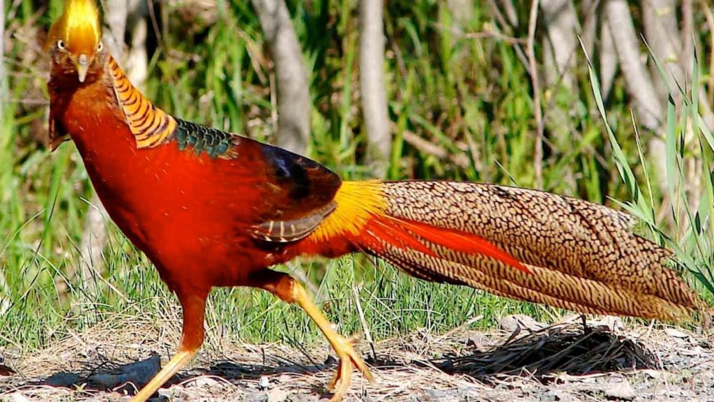 Golden Pheasant Wallpaper (21)