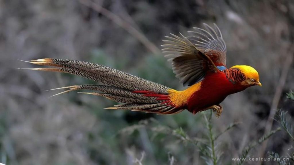 Golden Pheasant Wallpaper (22)