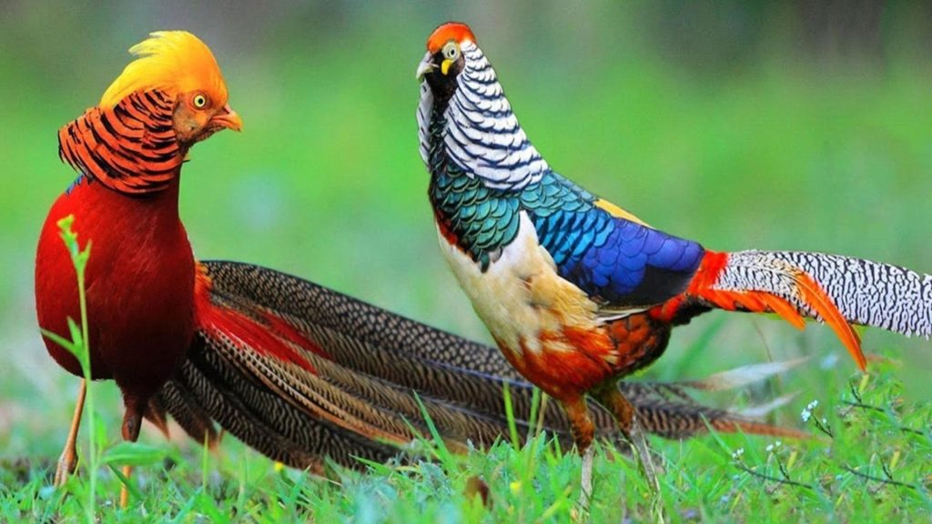 Golden Pheasant Wallpaper (23)