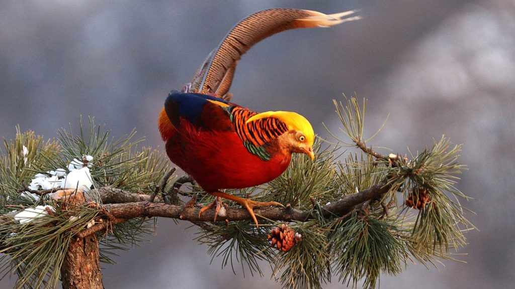 Golden Pheasant Wallpaper (24)