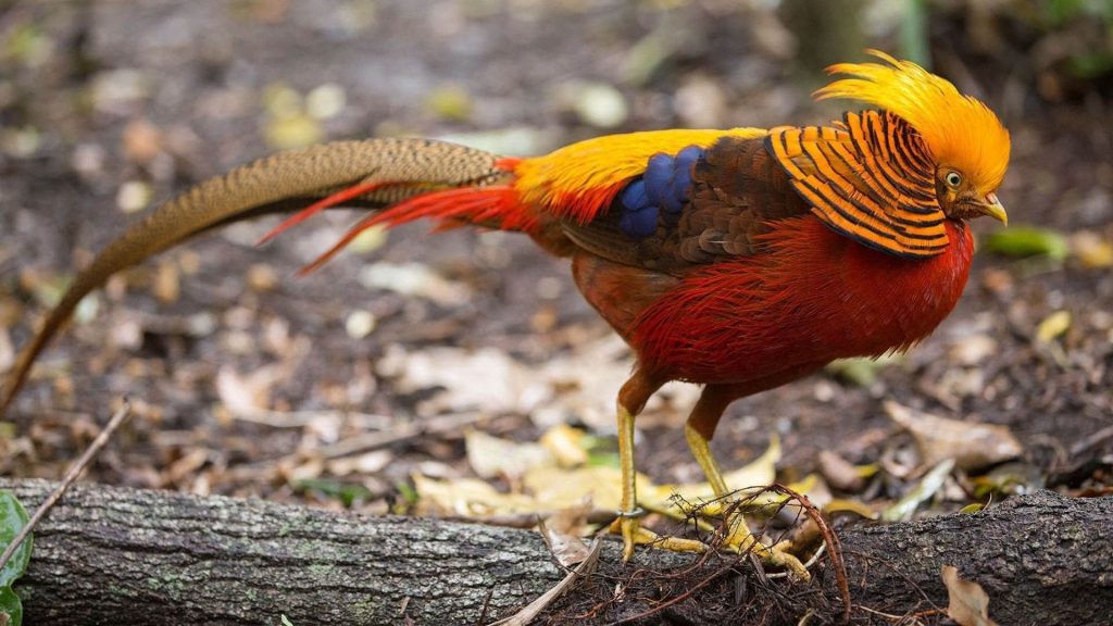 Golden Pheasant Wallpaper (25)