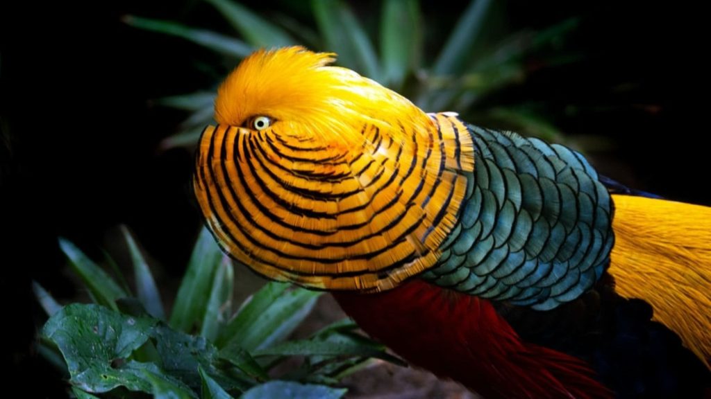 Golden Pheasant Wallpaper (26)