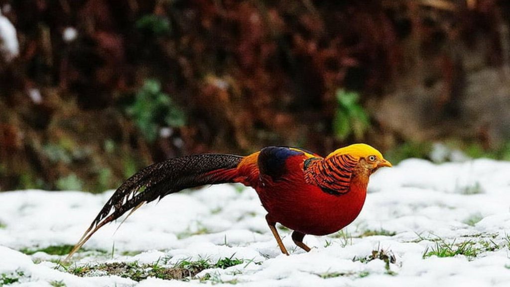 Golden Pheasant Wallpaper (27)