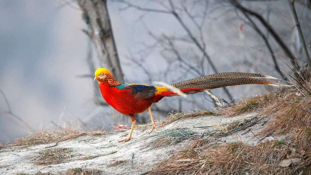 Golden Pheasant Wallpaper (28)