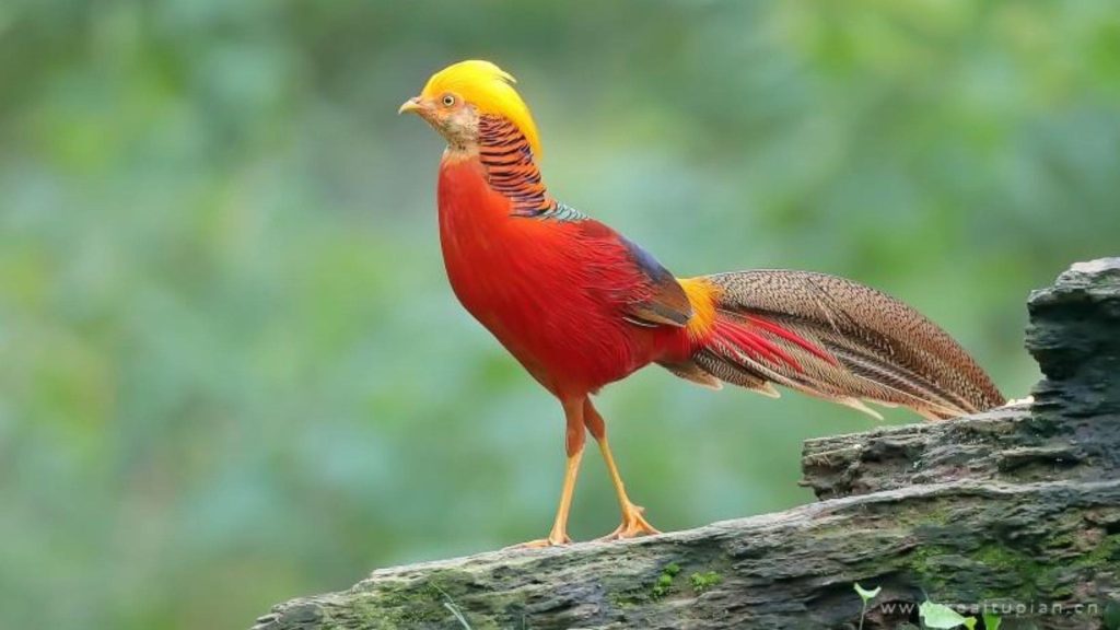 Golden Pheasant Wallpaper (29)