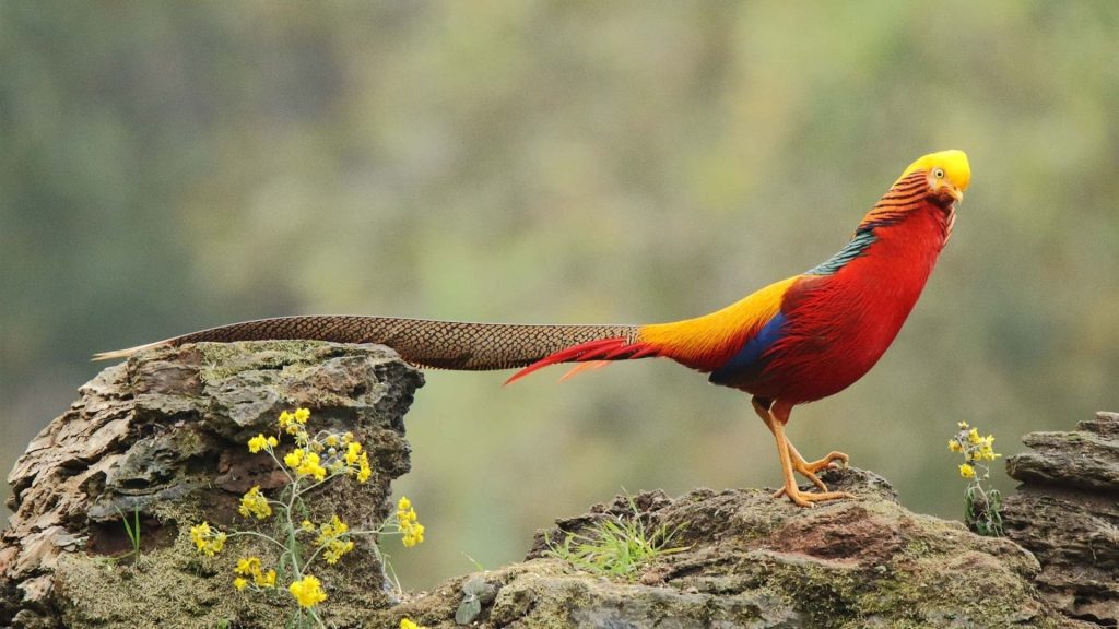 Golden Pheasant Wallpaper (3)