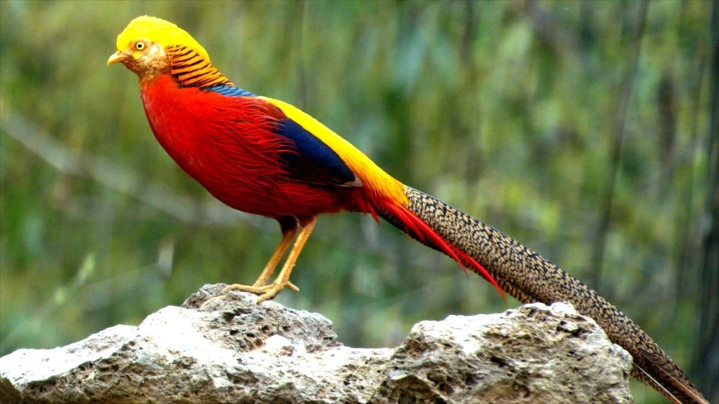 Golden Pheasant Wallpaper (30)