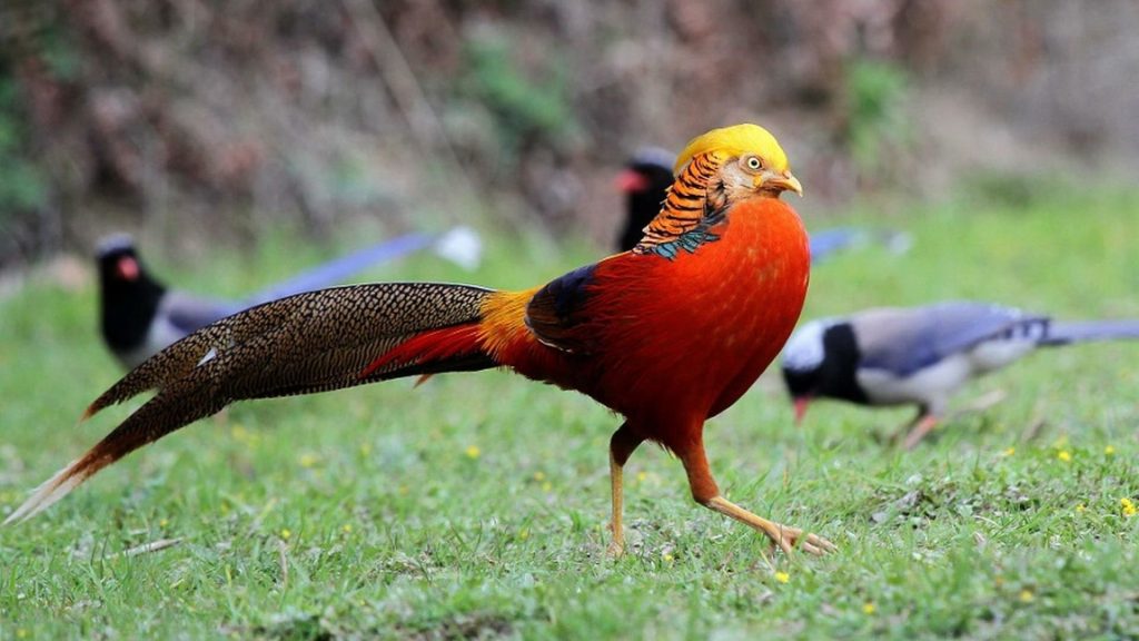 Golden Pheasant Wallpaper (4)