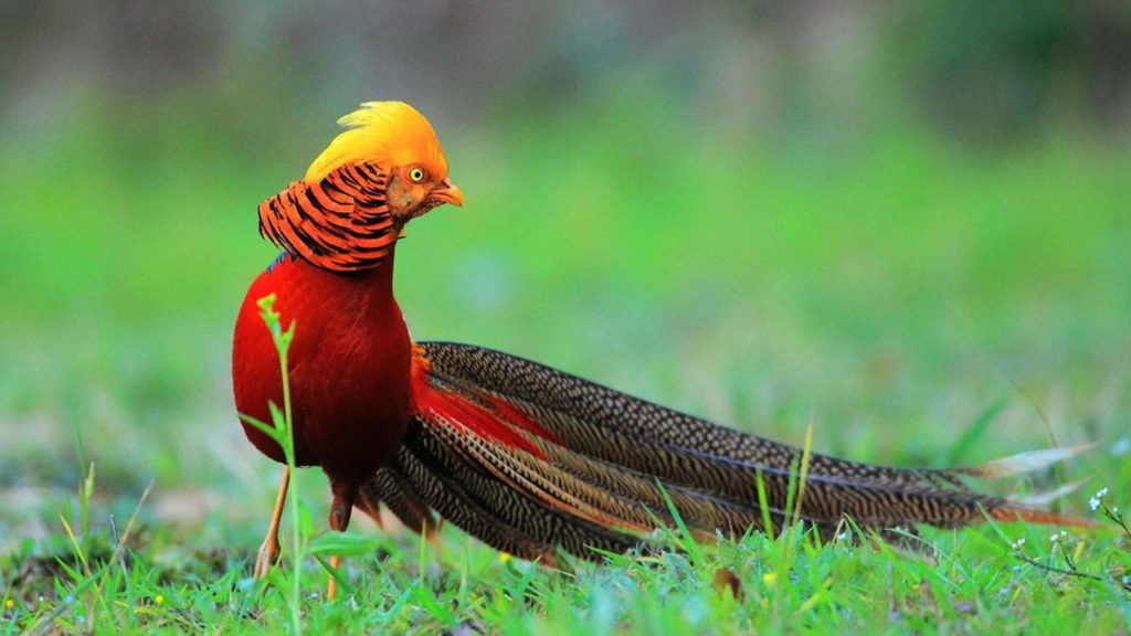 Golden Pheasant Wallpaper (5)