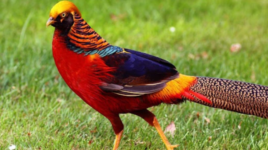 Golden Pheasant Wallpaper (6)