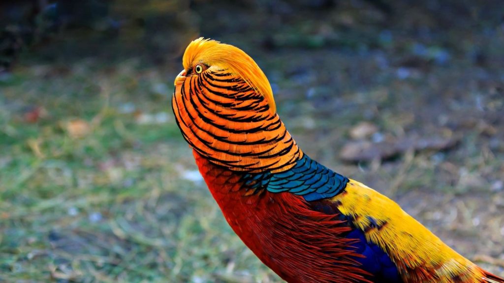 Golden Pheasant Wallpaper (7)