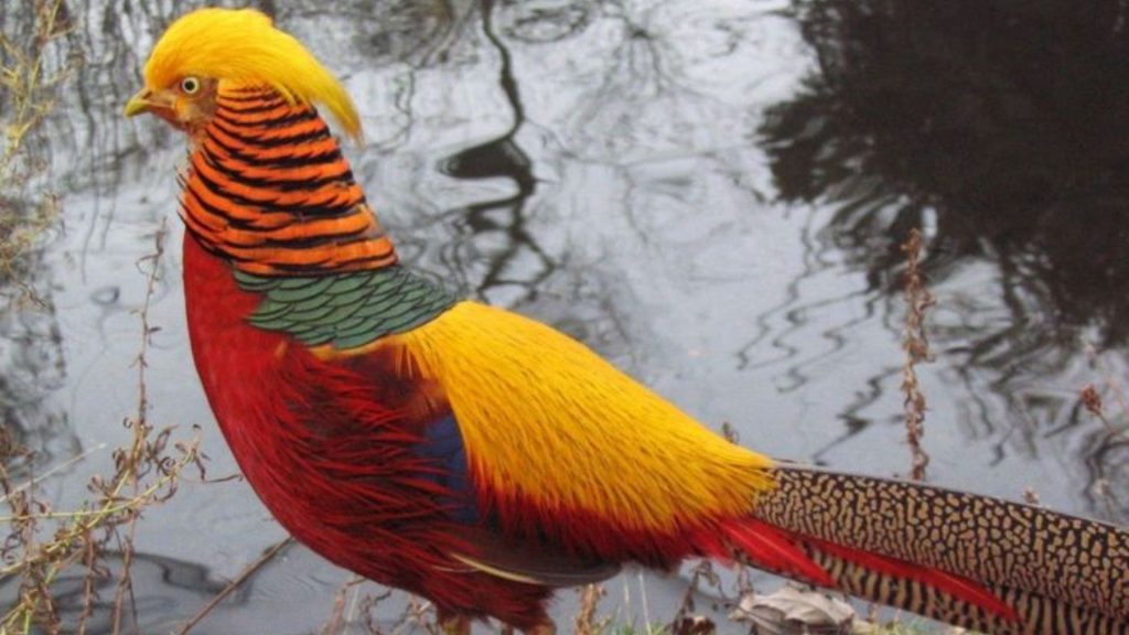 Golden Pheasant Wallpaper (8)