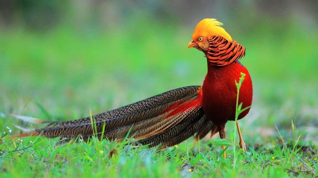 Golden Pheasant Wallpaper (9)