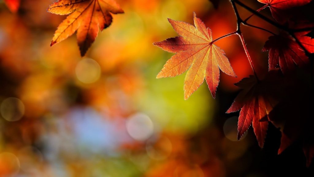 4k Fall Background For PC Wallpaper