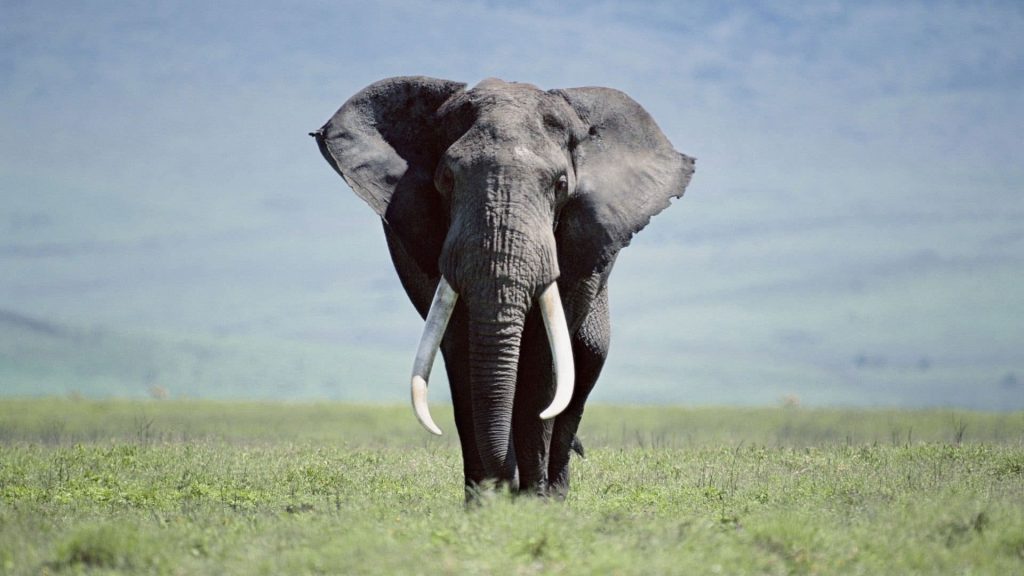 African elephant Wallpaper
