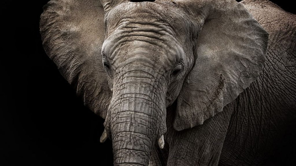 Elephant background 4k