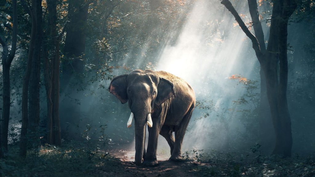 Elephant in forest Wallpaper