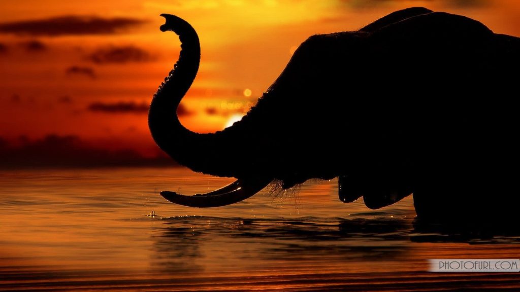 Elephant sunset Wallpaper