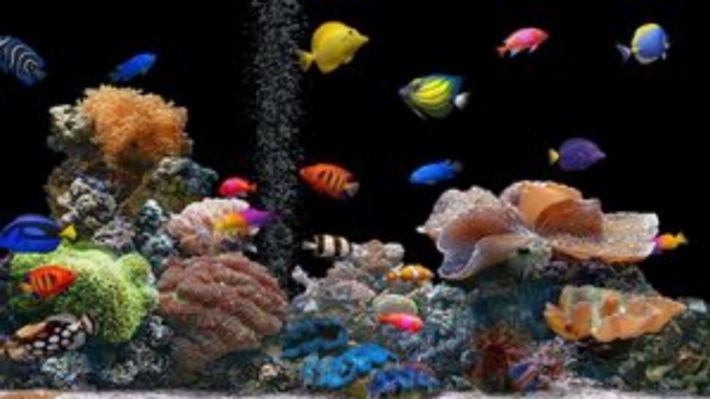 Fish Desktop Backgrounds Wallpaper