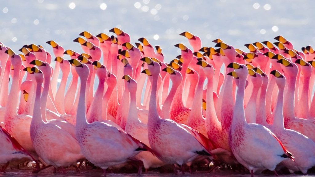 Flamingo Desktop Backgrounds Wallpaper