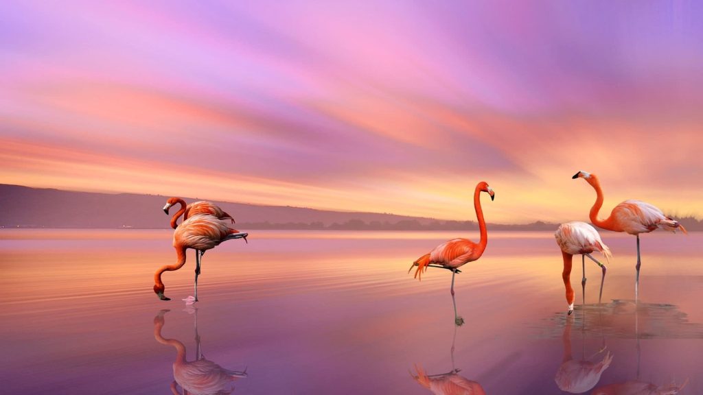 Flamingo PC Backgrounds Wallpaper