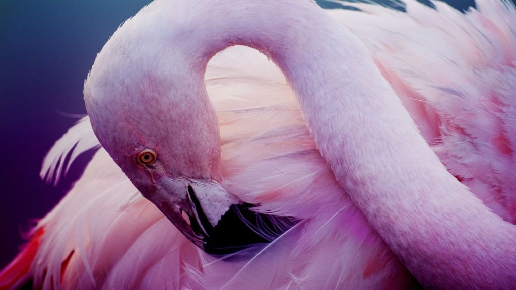 Flamingo PC Wallpaper