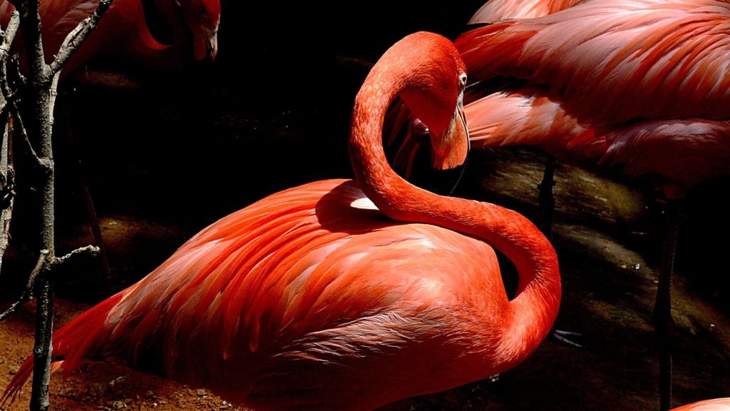 Flamingo colored wallpaper