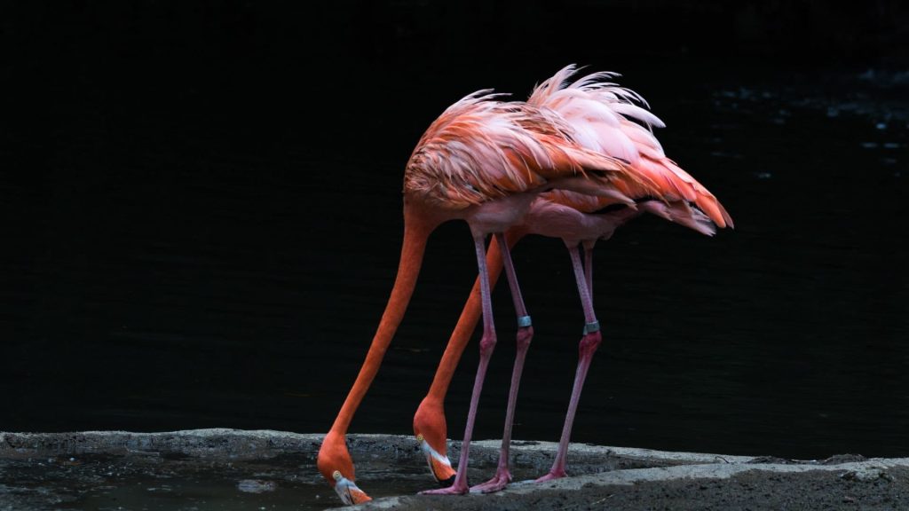 Flamingo dark wallpaper