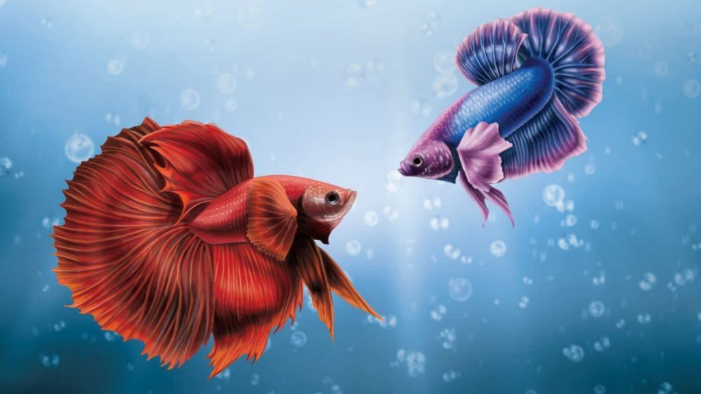HD Fish Desktop Wallpaper