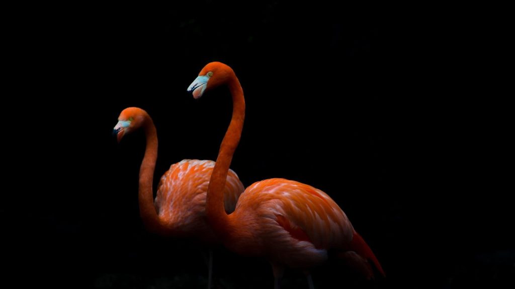 HD Flamingo Desktop Wallpaper