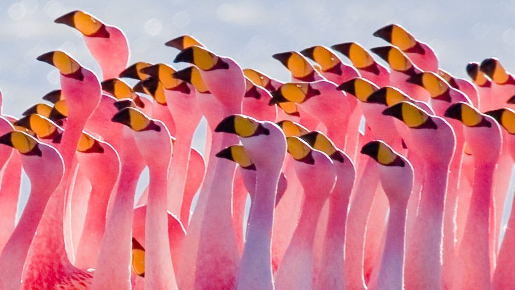 HD Flamingo Laptop Wallpaper