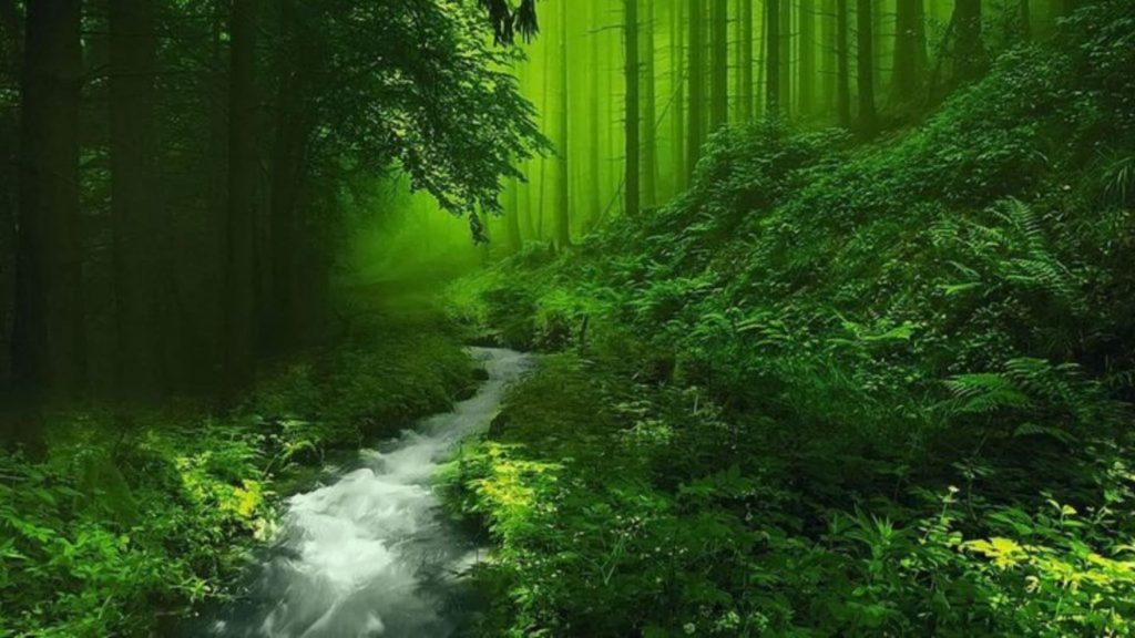 HD Forest PC Wallpaper